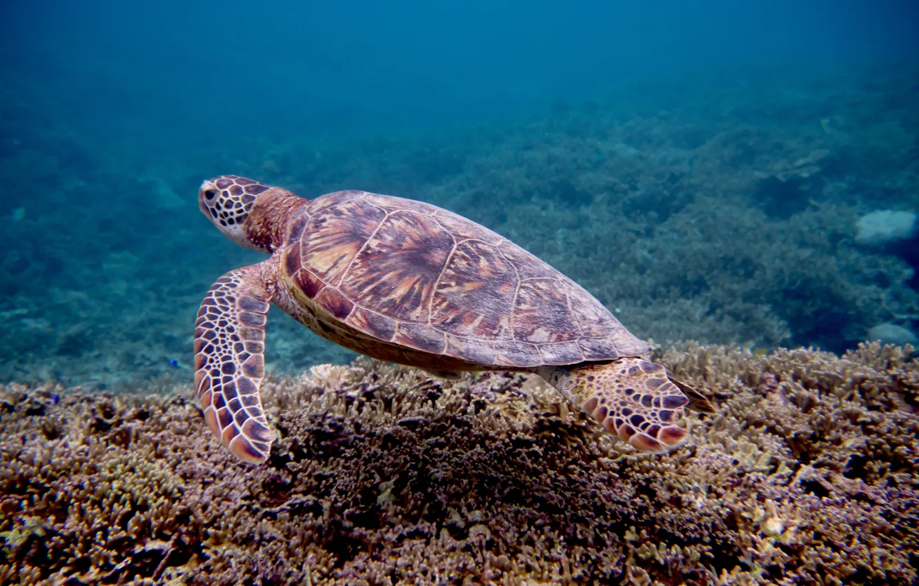 Фото обои sea, water, turtle, snorkel, swim, scuba