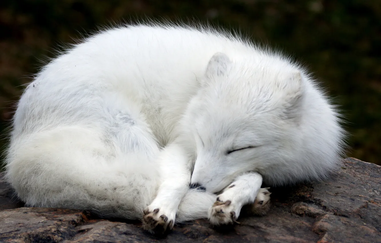 Фото обои камень, лиса, спит, лис, белая, мех, лежа, лисица