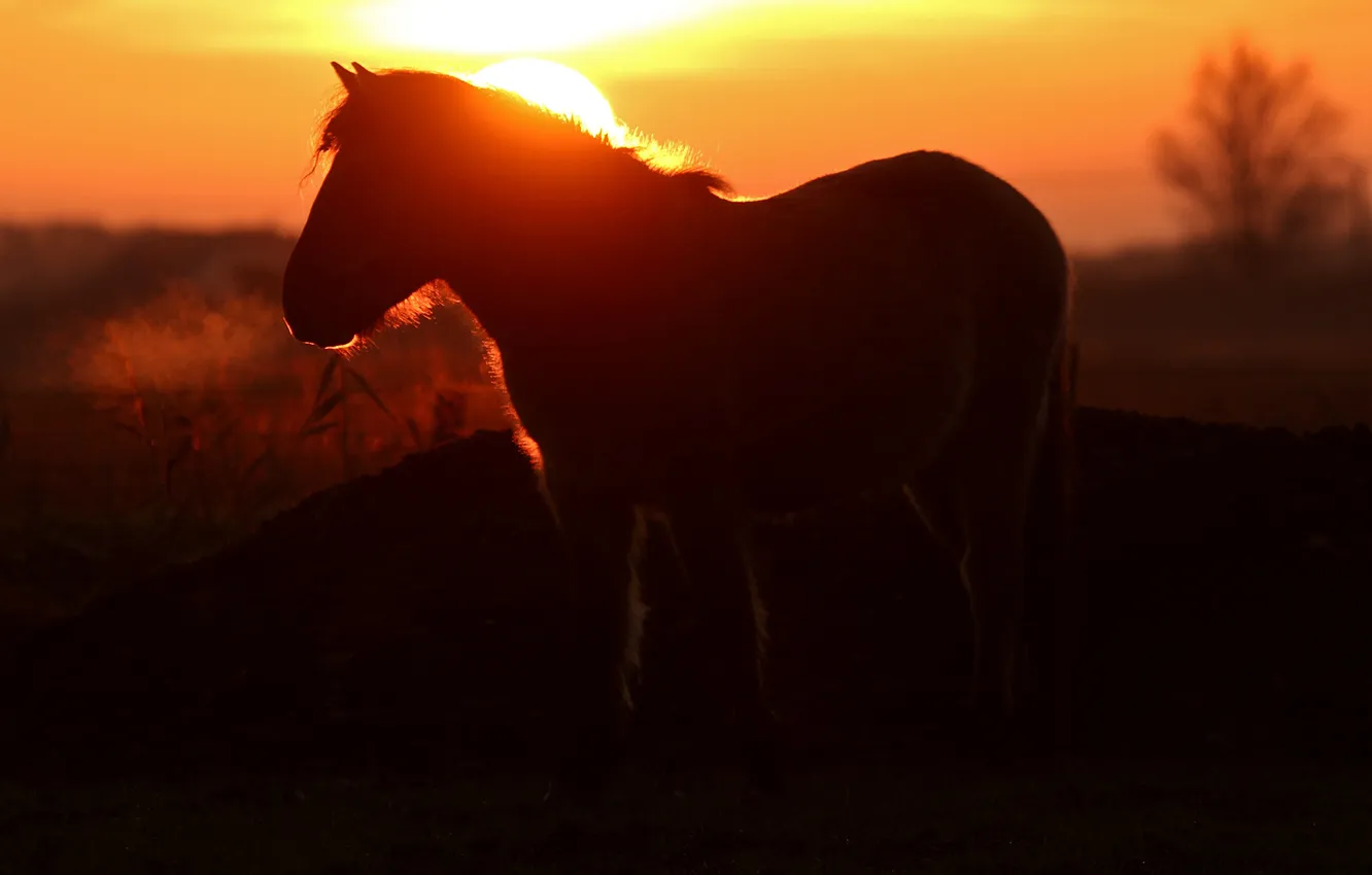 Фото обои ночь, природа, конь