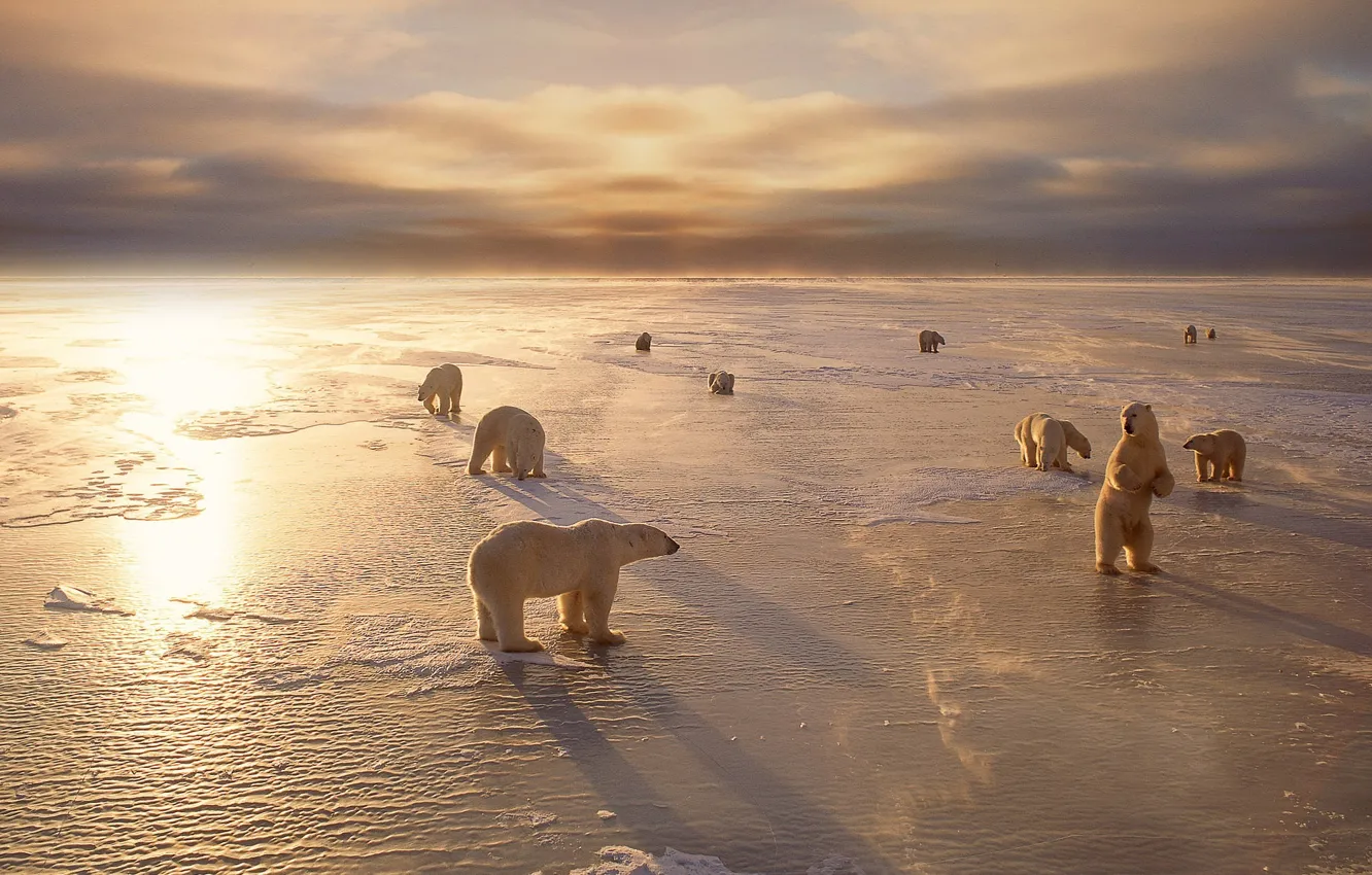 Фото обои холод, зима, животные, снег, медведи, белые, север