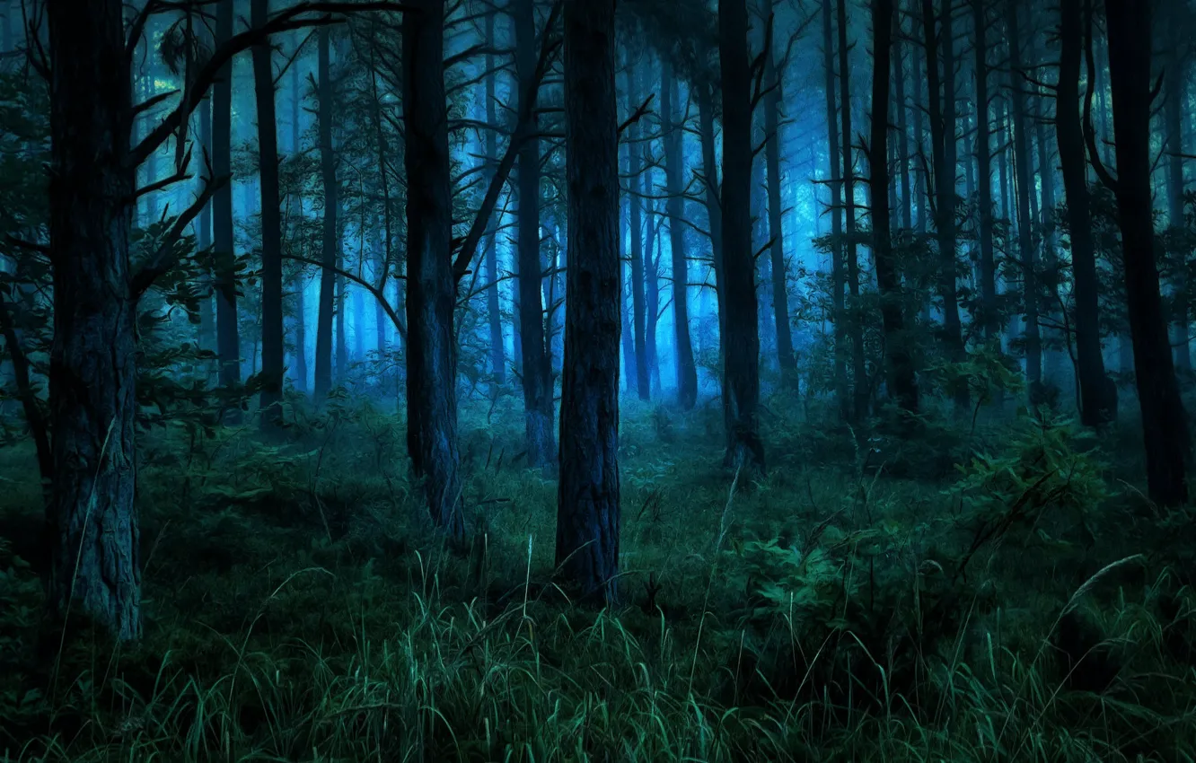 Фото обои лес, деревья, ночь, ветки, туман, синева, обработка