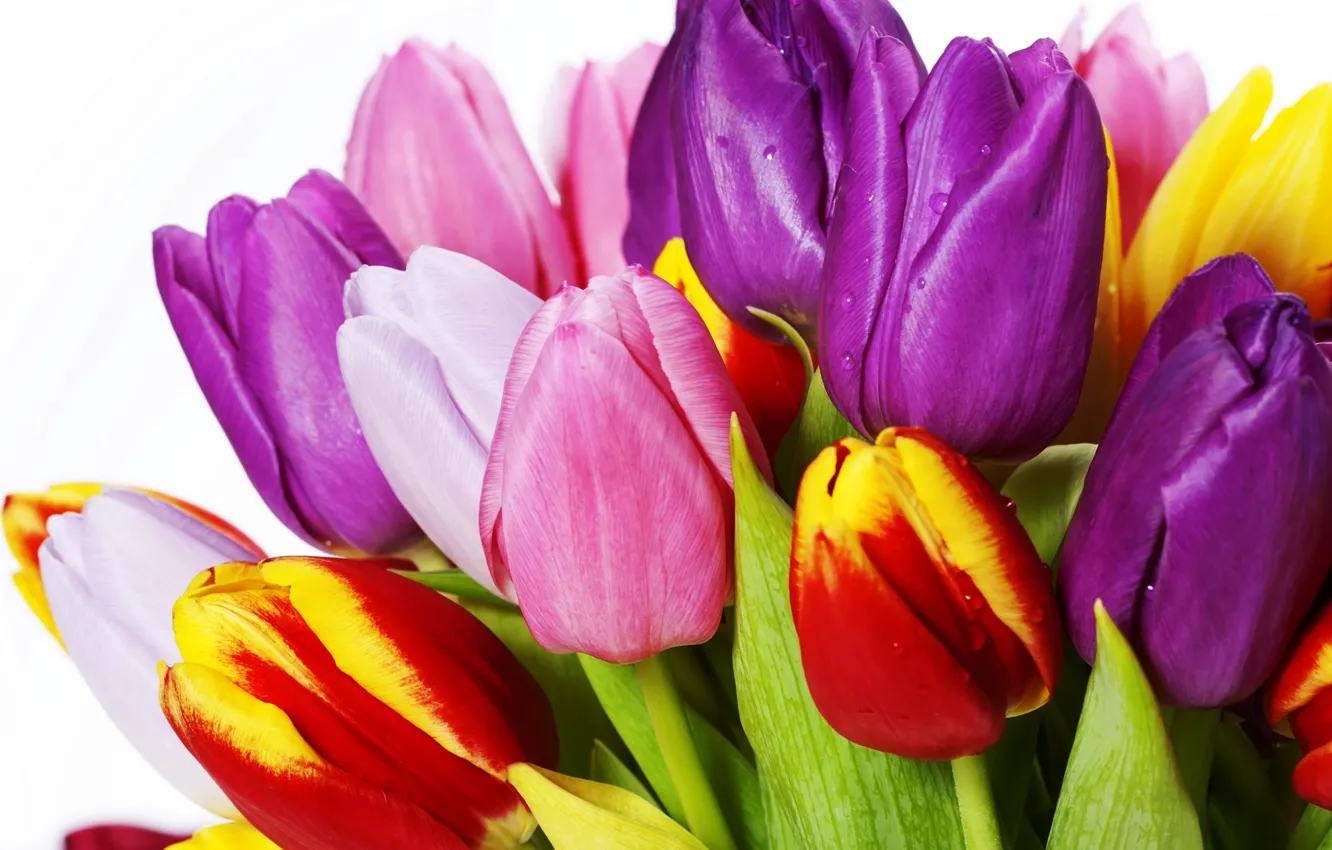Фото обои листья, цветы, яркие, красота, букет, лепестки, фиолетовые, тюльпаны