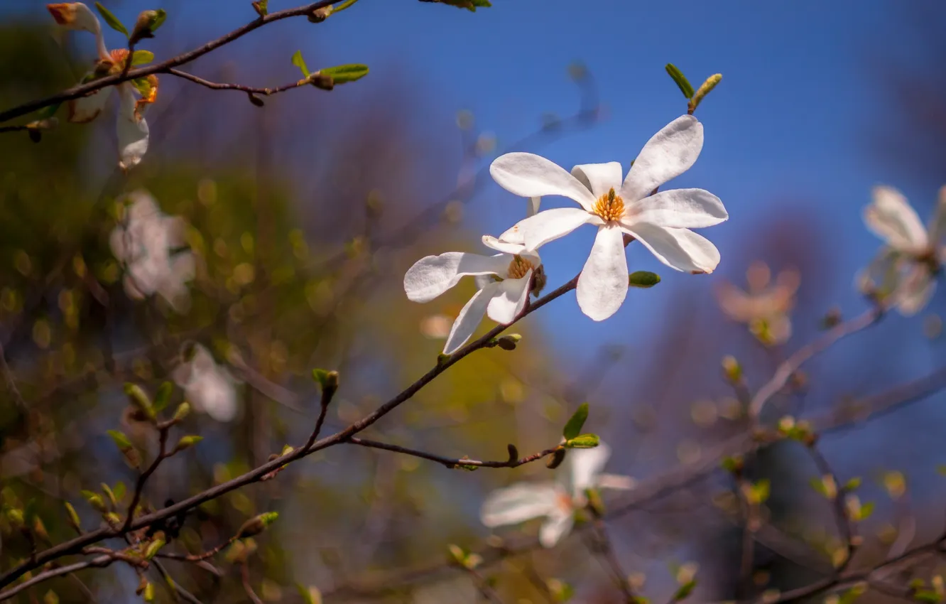Фото обои цветы, ветки, дерево, весна, лепестки, магнолия