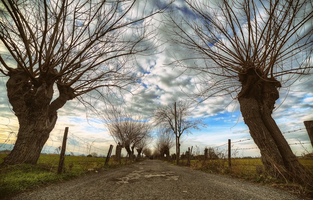 Фото обои дорога, небо, деревья