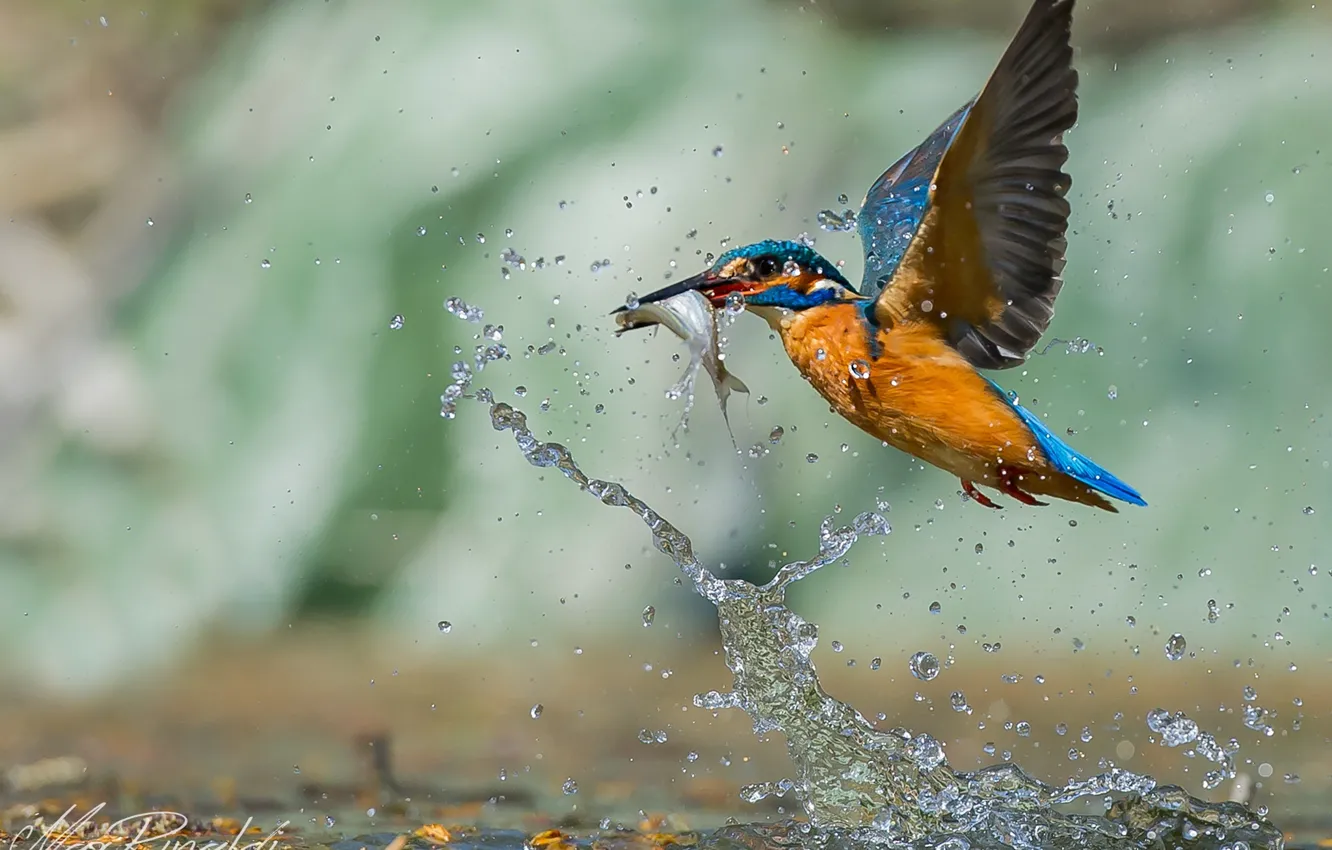 Фото обои вода, капли, птица, рыба, охота, bird, drop, water