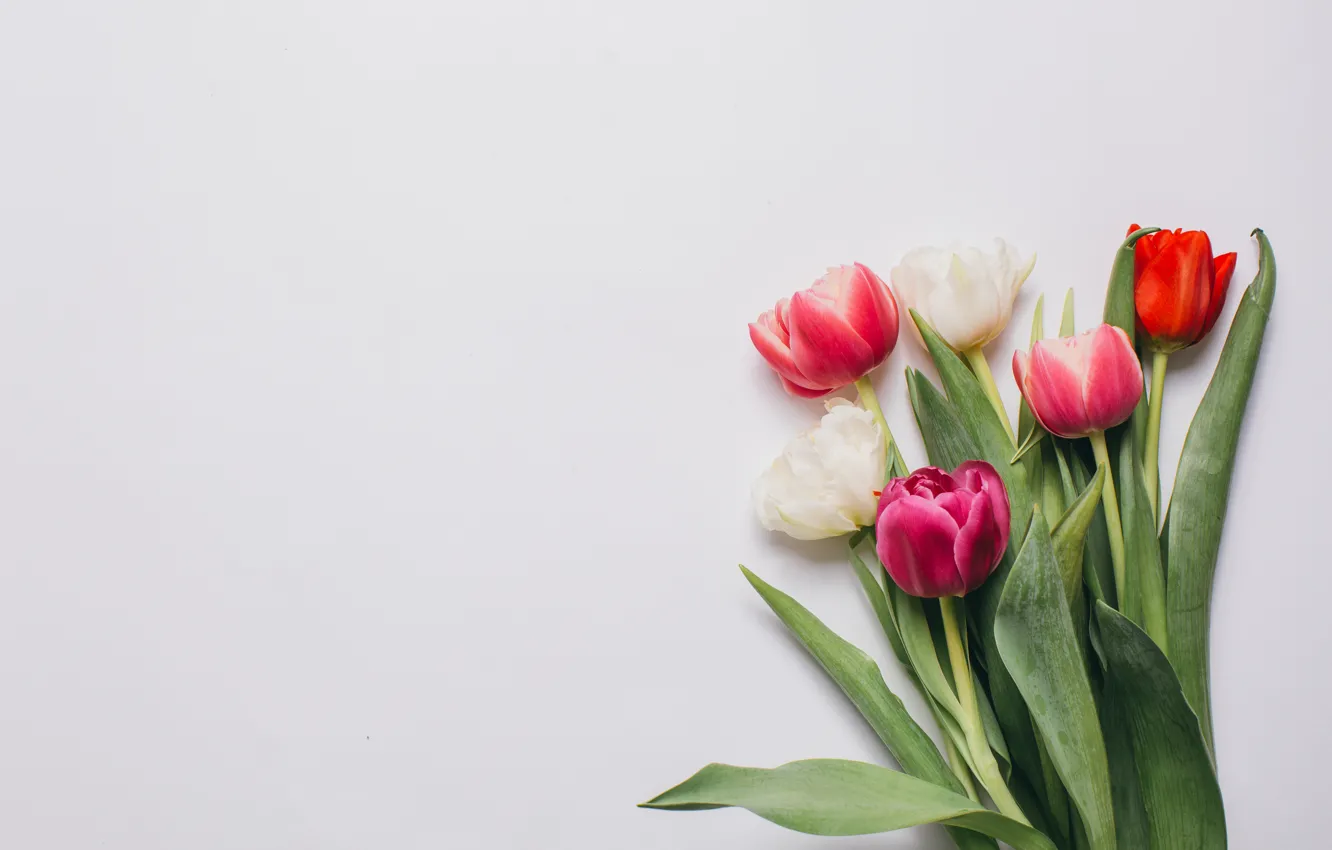 Фото обои цветы, букет, colorful, тюльпаны, wood, pink, flowers, romantic