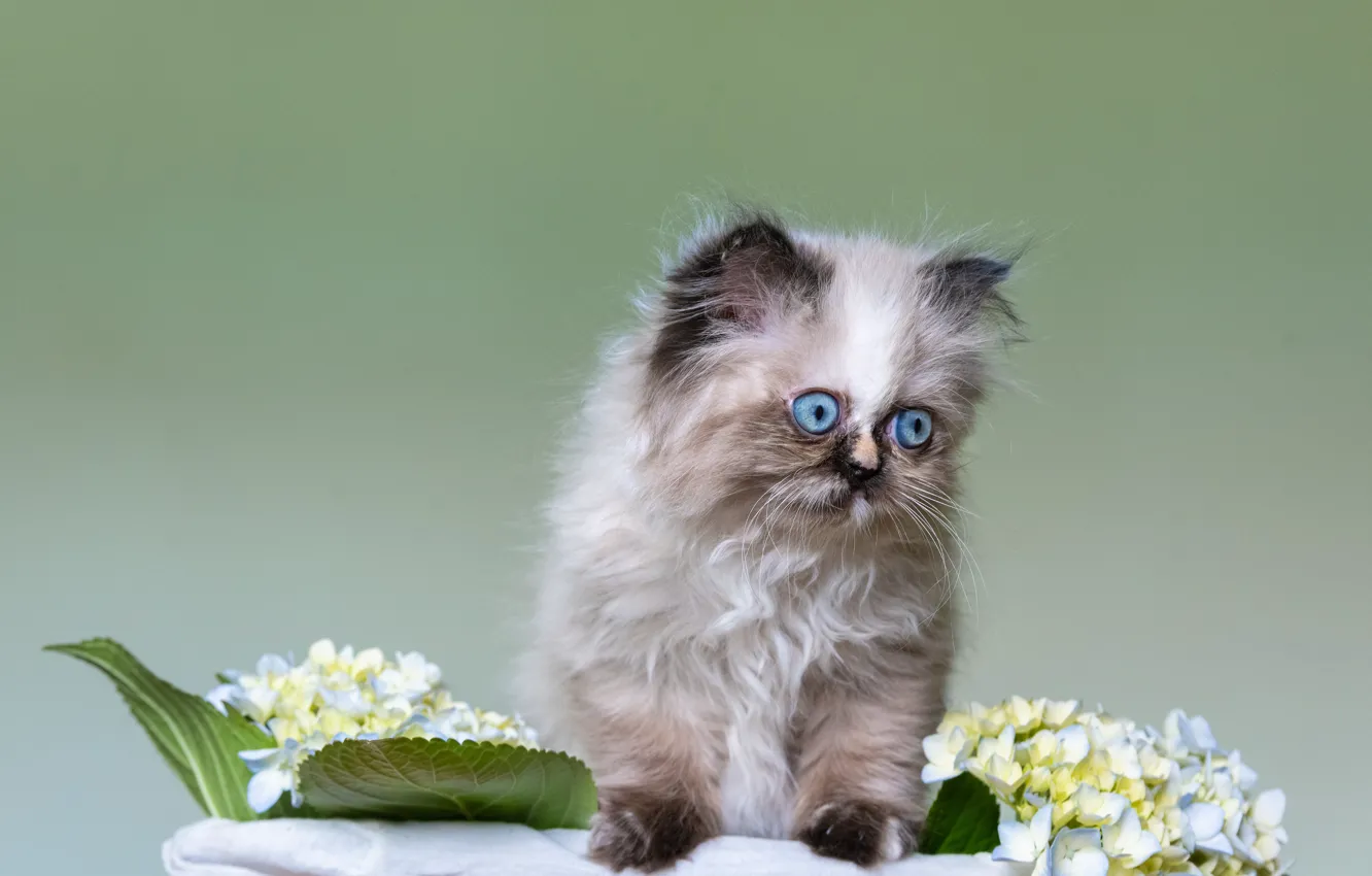 Фото обои кошка, взгляд, цветы, поза, котенок, голубые, котёнок, мордашка