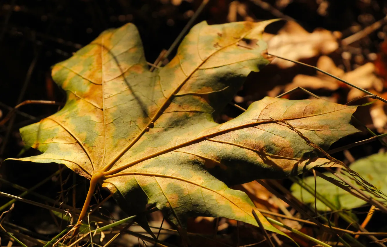 Фото обои autumn, leaf, fall