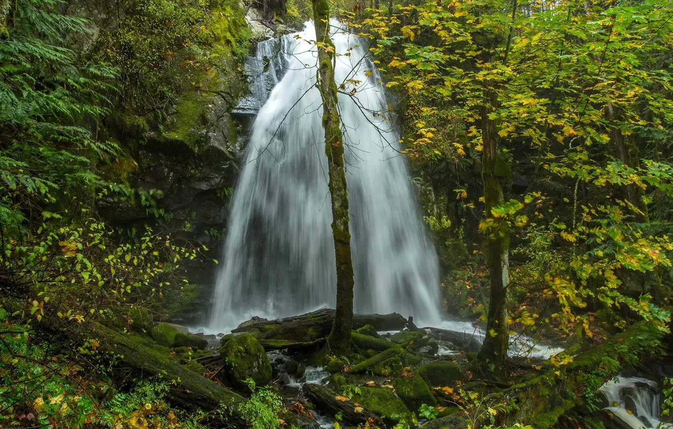 Фото обои осень, лес, листья, деревья, ручей, камни, водопад, мох