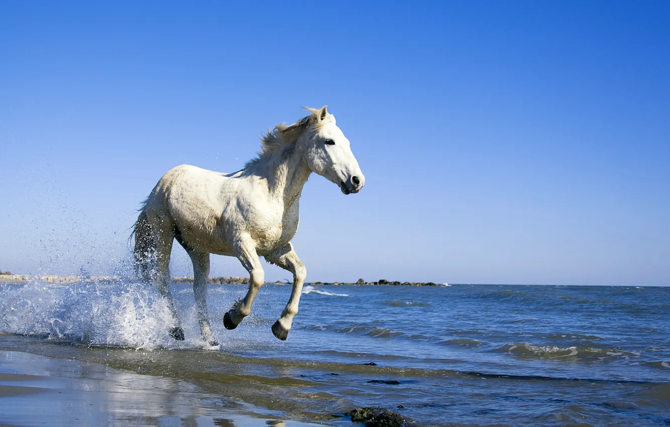 Фото обои море, вода, конь, берег, Лошадь