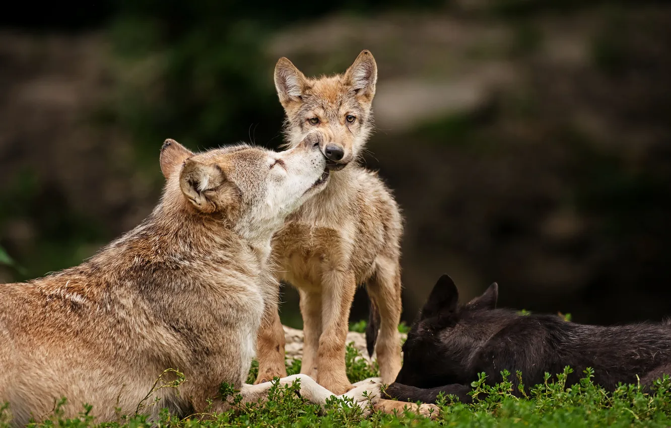 Фото обои fantasy, nature, art, snow, predator, face, animal, wolf