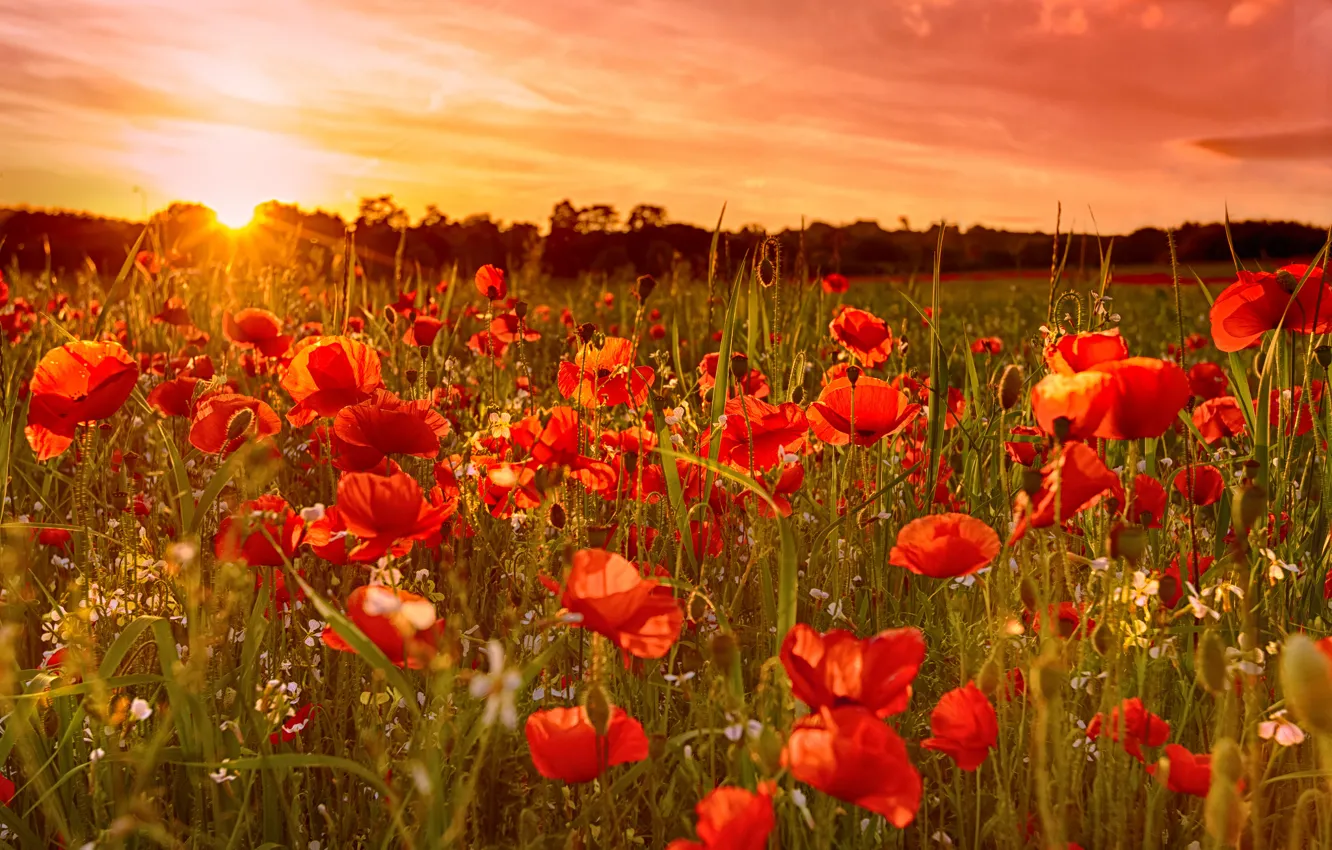 Фото обои поле, небо, солнце, закат, цветы, маки, луг
