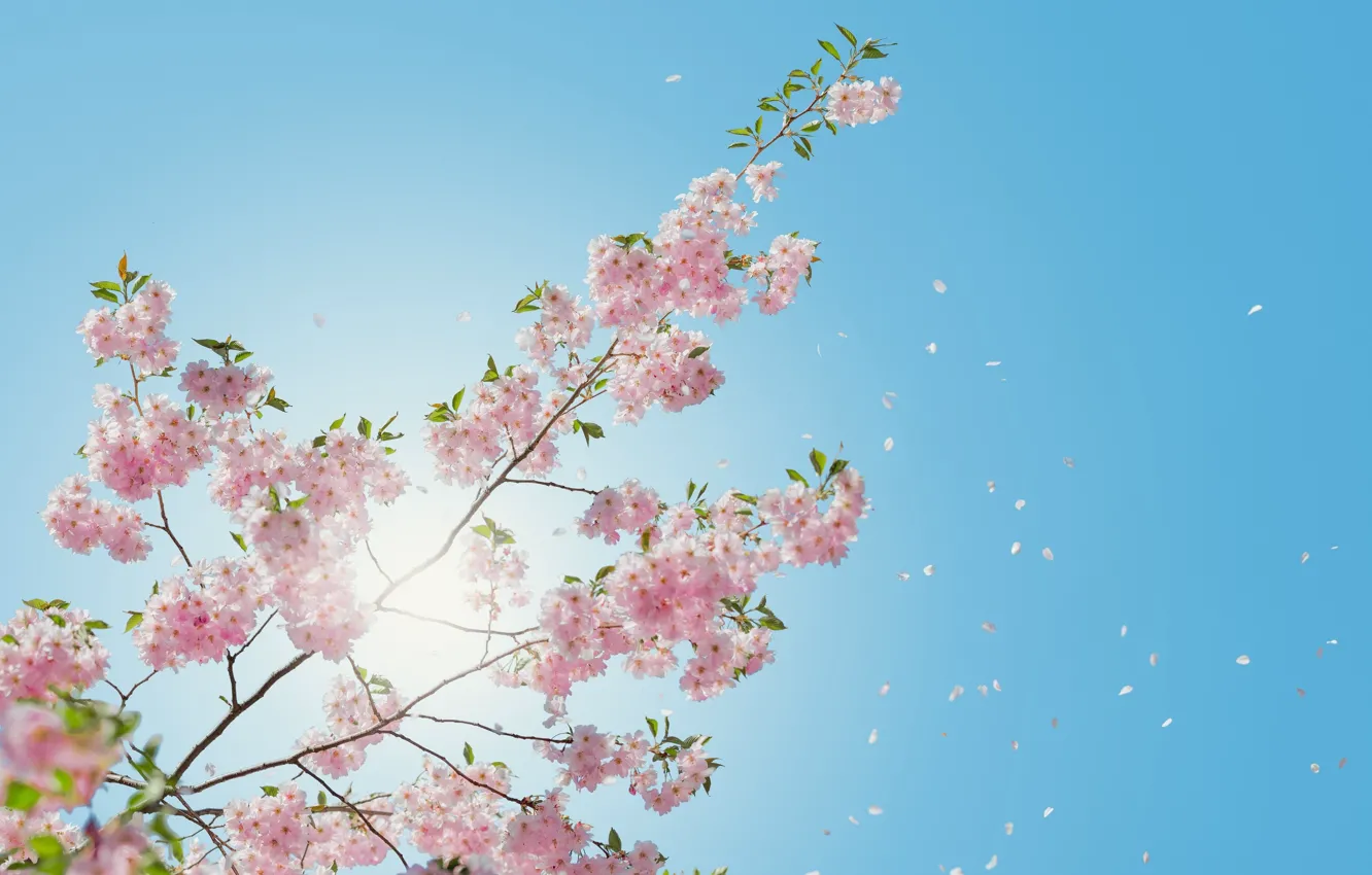 Фото обои небо, весна, сакура