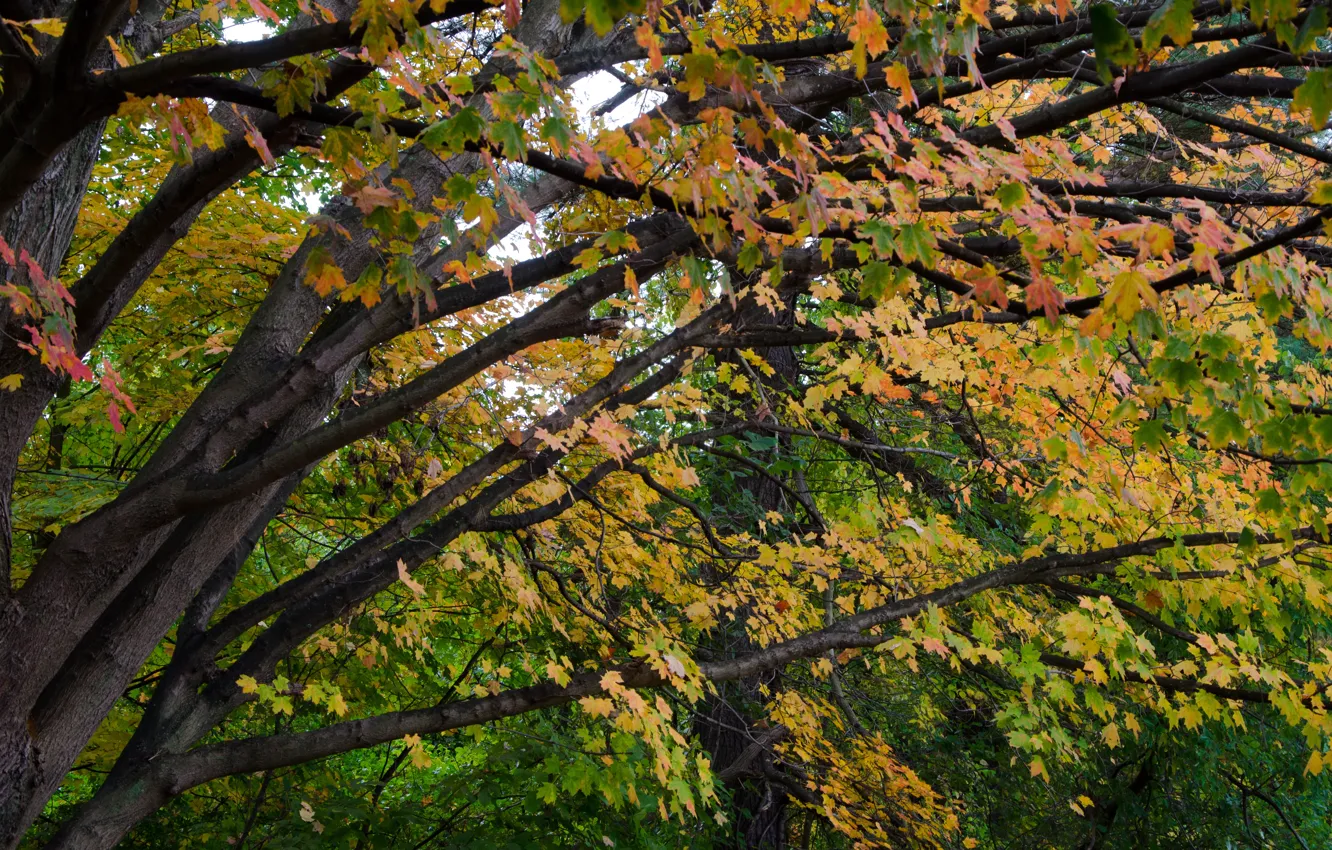 Фото обои Осень, Деревья, Листья, Ветви, Fall, Autumn, Colors, Trees