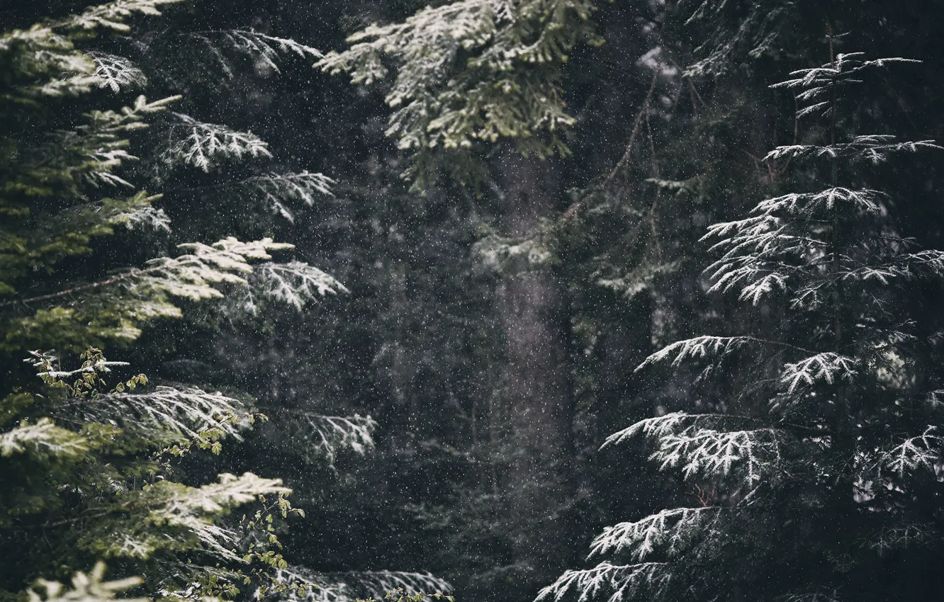 Фото обои зима, лес, снег, природа, весна