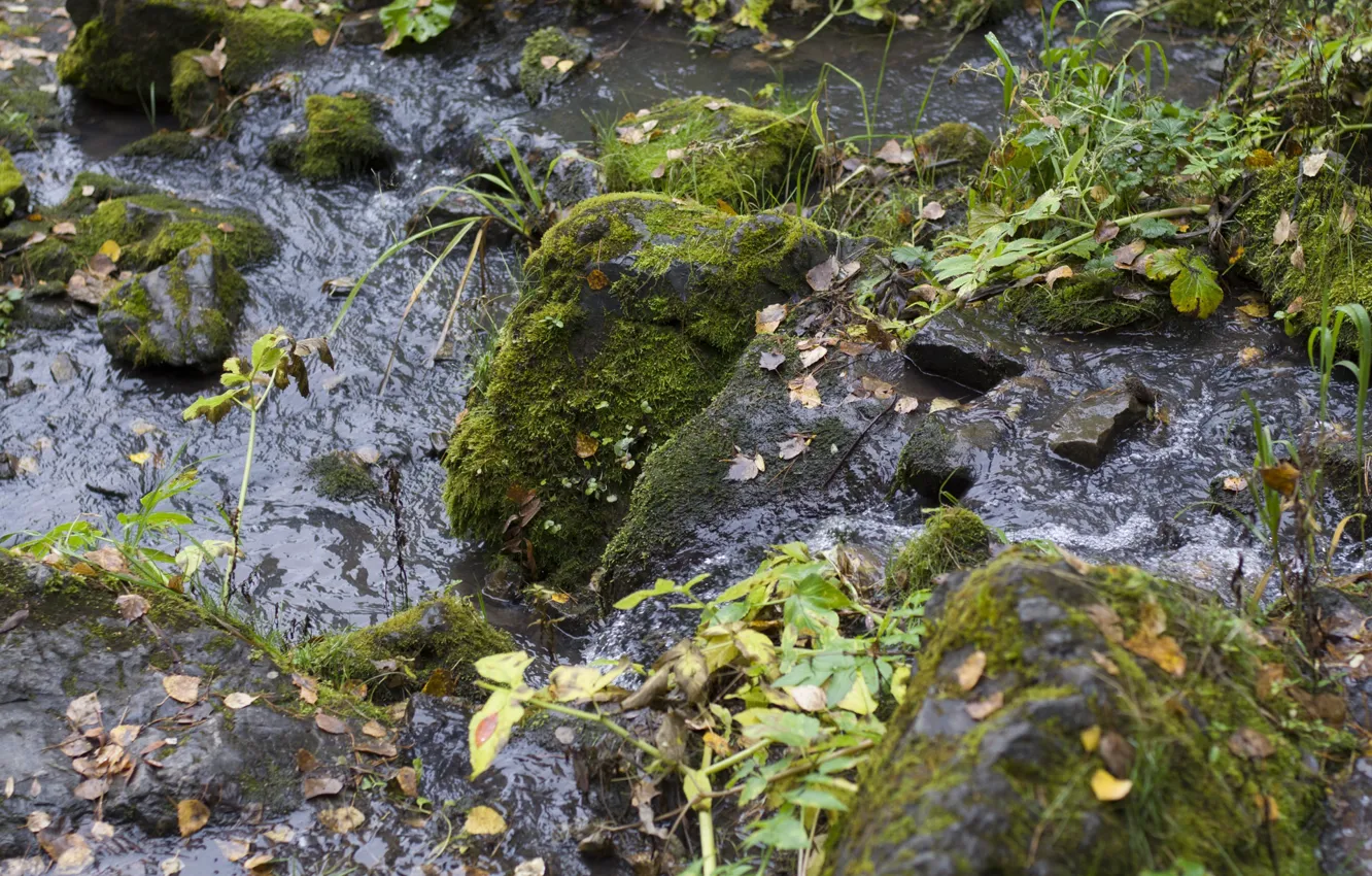 Фото обои осень, вода, камни, мох, Ручей