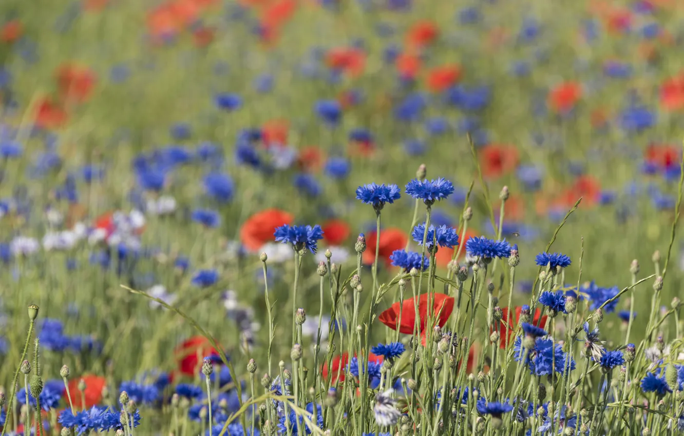Фото обои поле, лето, цветы, маки, луг, красные, синие, боке