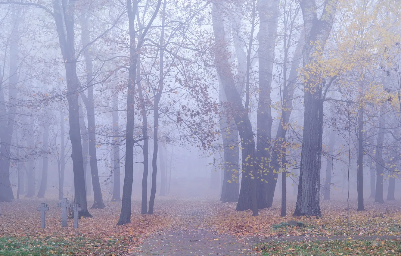 Фото обои осень, листья, деревья, туман, путь, кресты