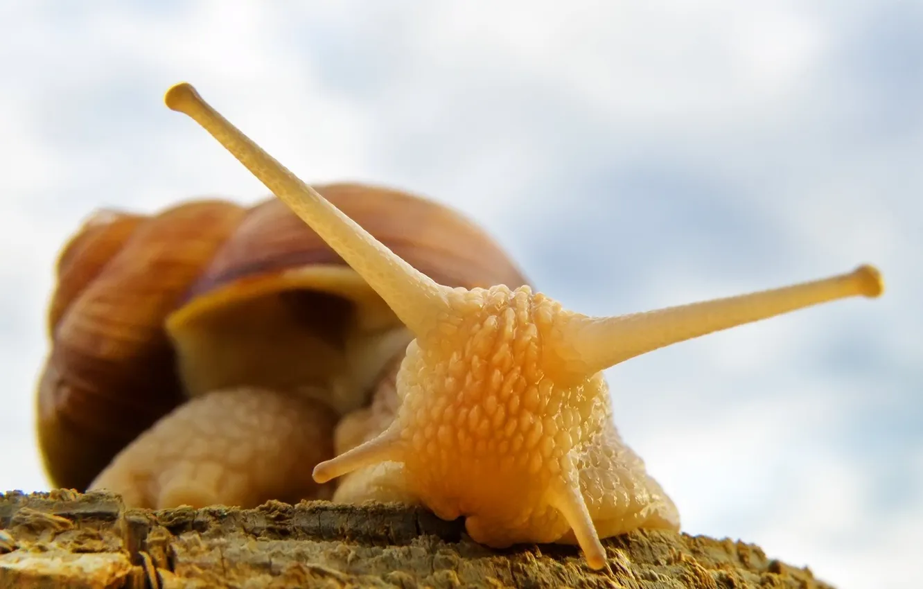 Фото обои макро, улитка, Roman Snail, слимак, равлик