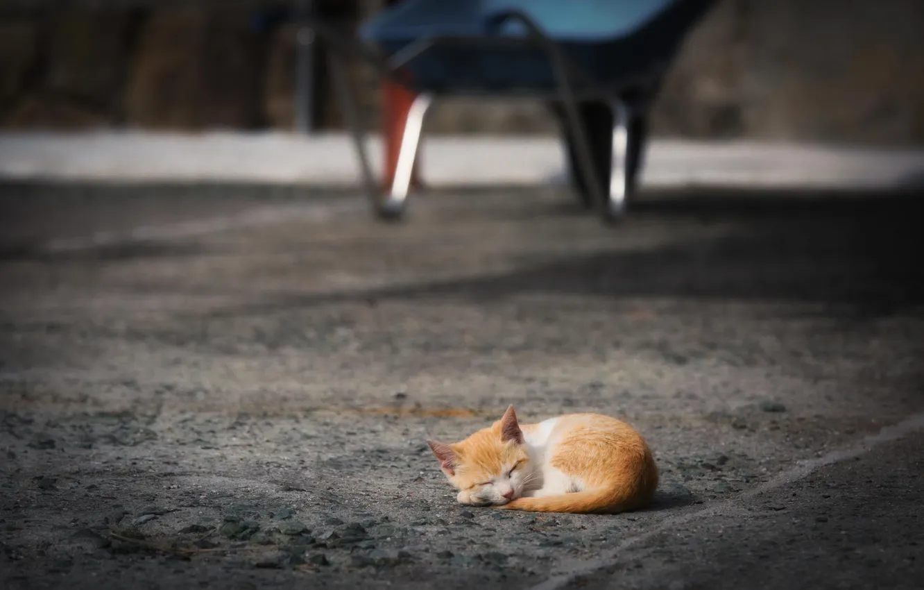 Фото обои свет, котенок, сон, Улица