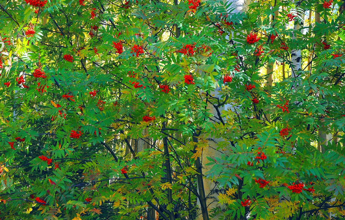 Фото обои листья, деревья, ягоды, гроздь, береза, рябина