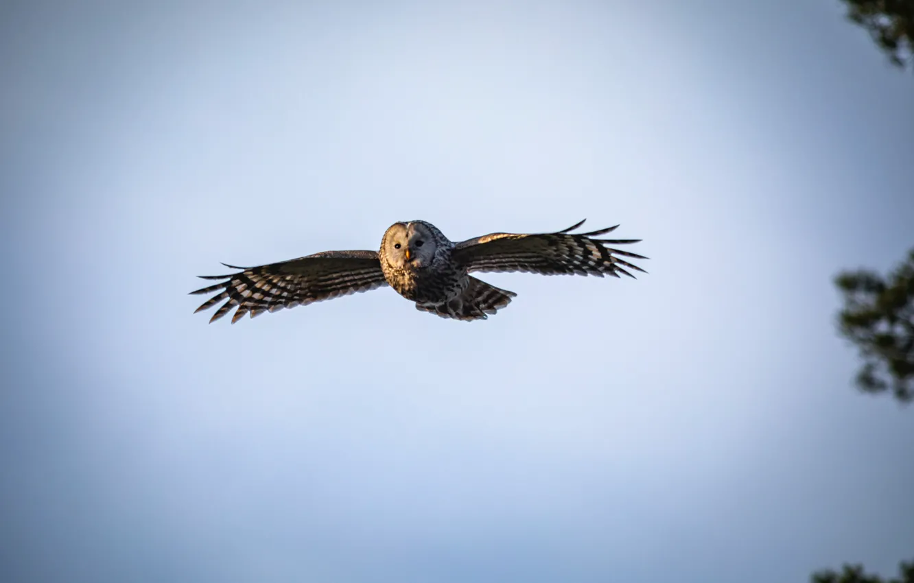 Фото обои Owl, Flying, Bird, Animal, Erik Karits