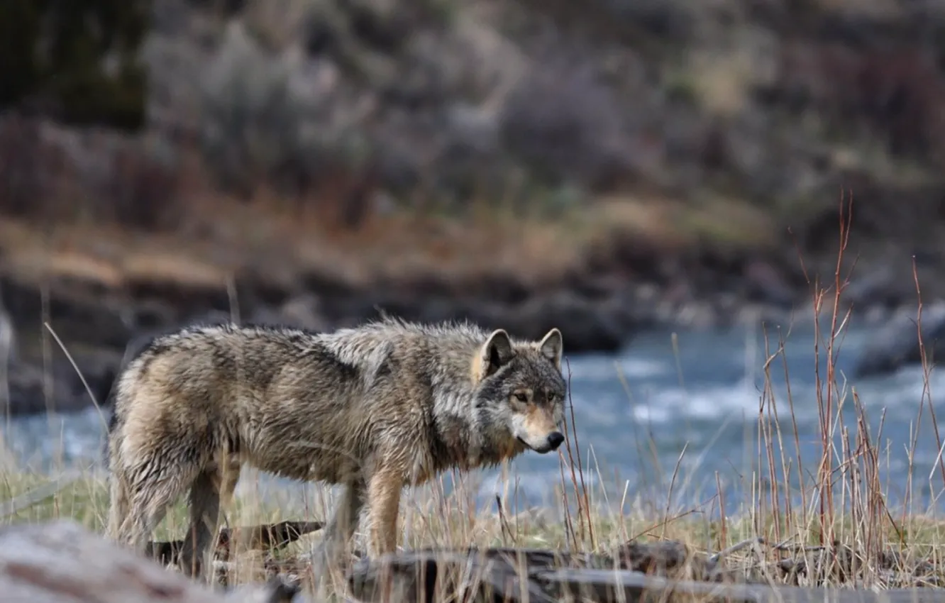 Фото обои nature, predator, animal, wolf, wildlife, portrait, portrait., Canis lupus. face