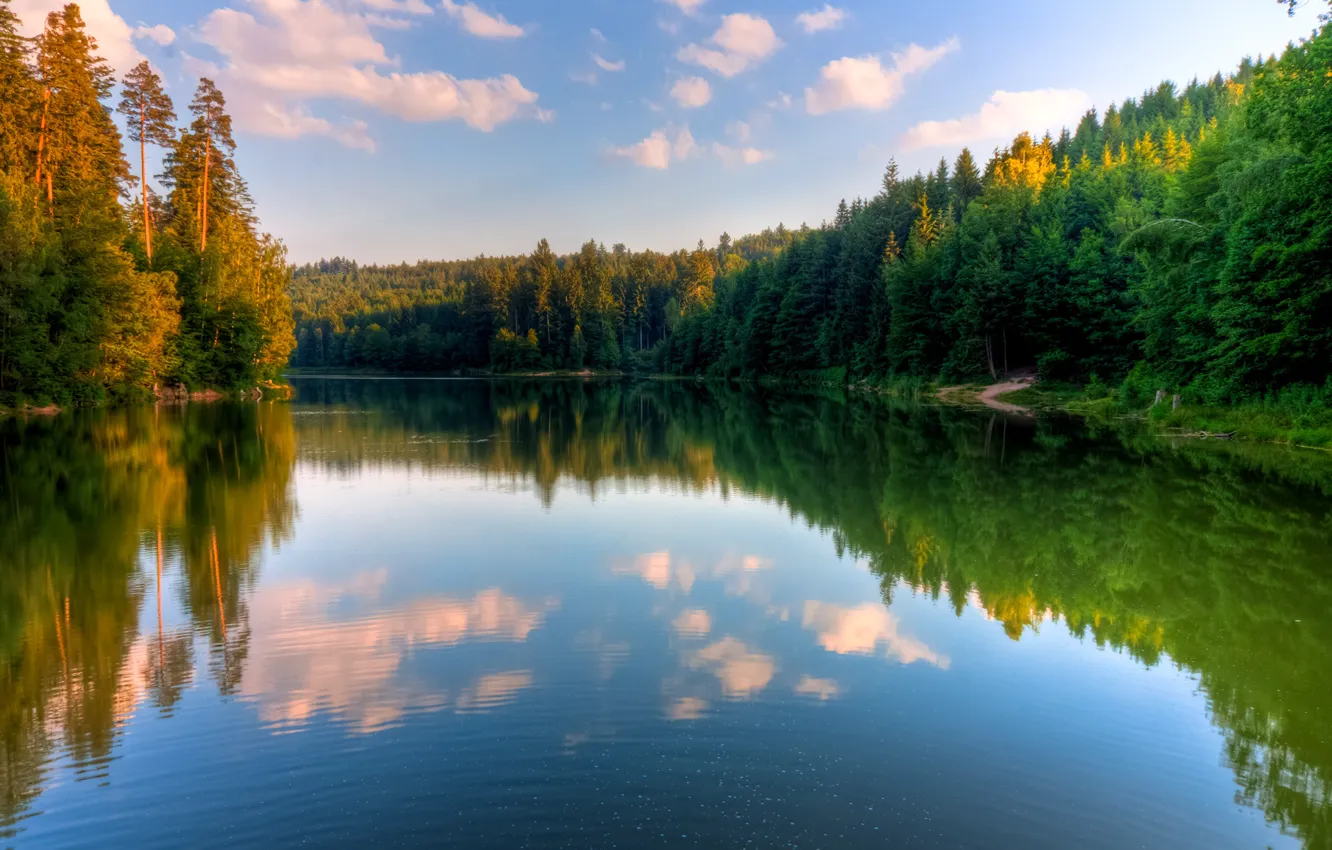 Фото обои лес, вода, озеро, отражение
