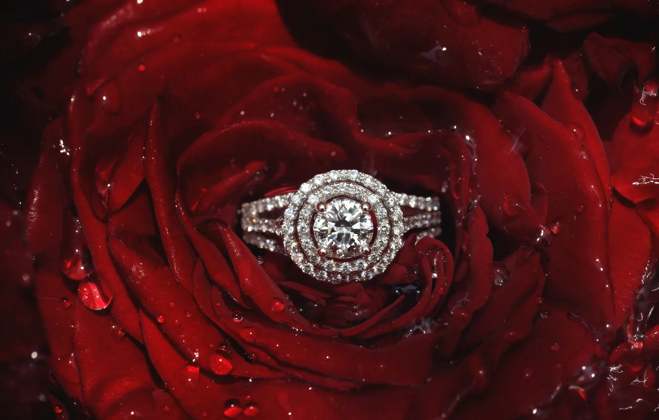 Фото обои роза, лепестки, кольцо, бриллианты