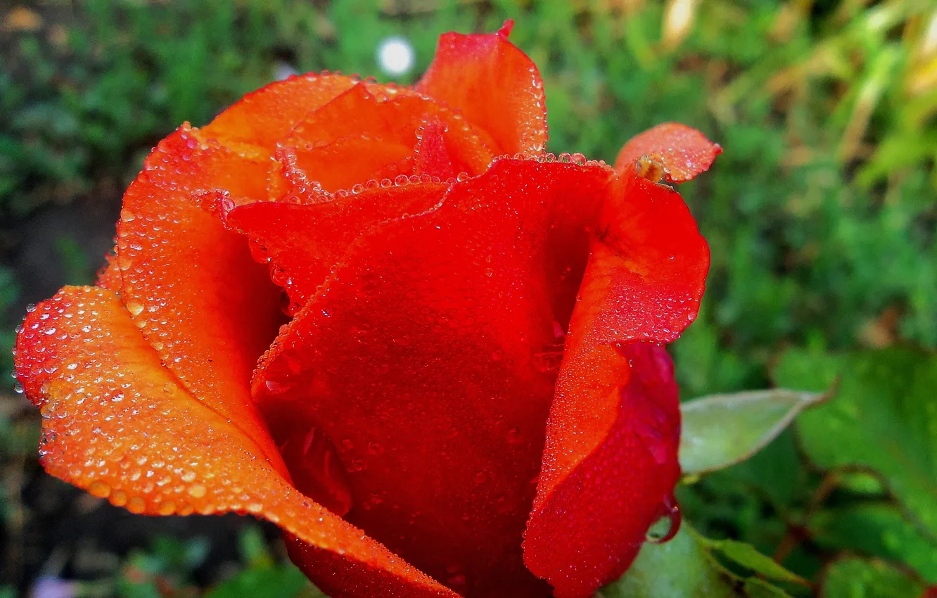 Фото обои цветы, роса, Роза