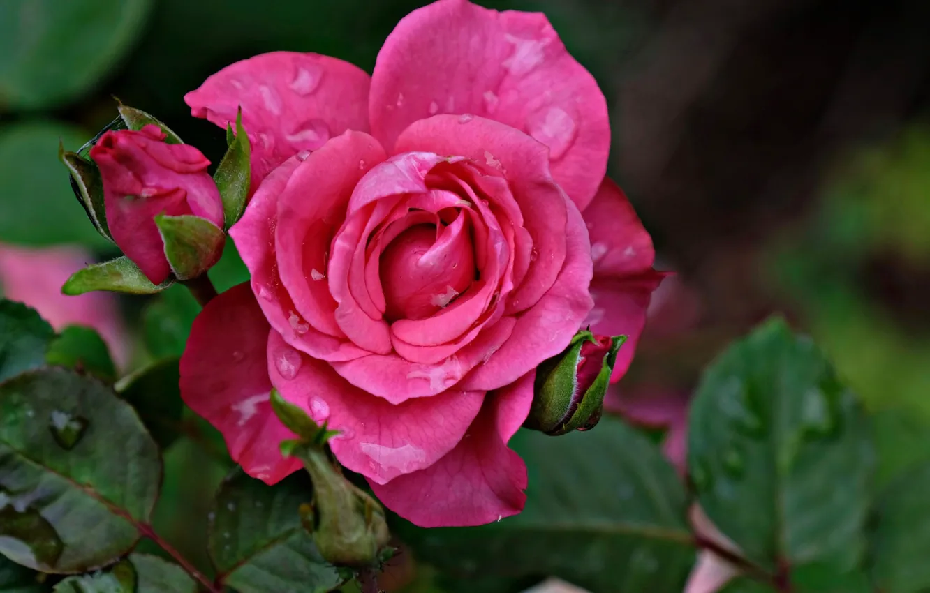 Фото обои цветок, капли, роса, роза, бутон, цветение
