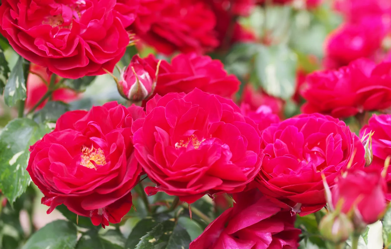 Фото обои макро, розы, бутоны