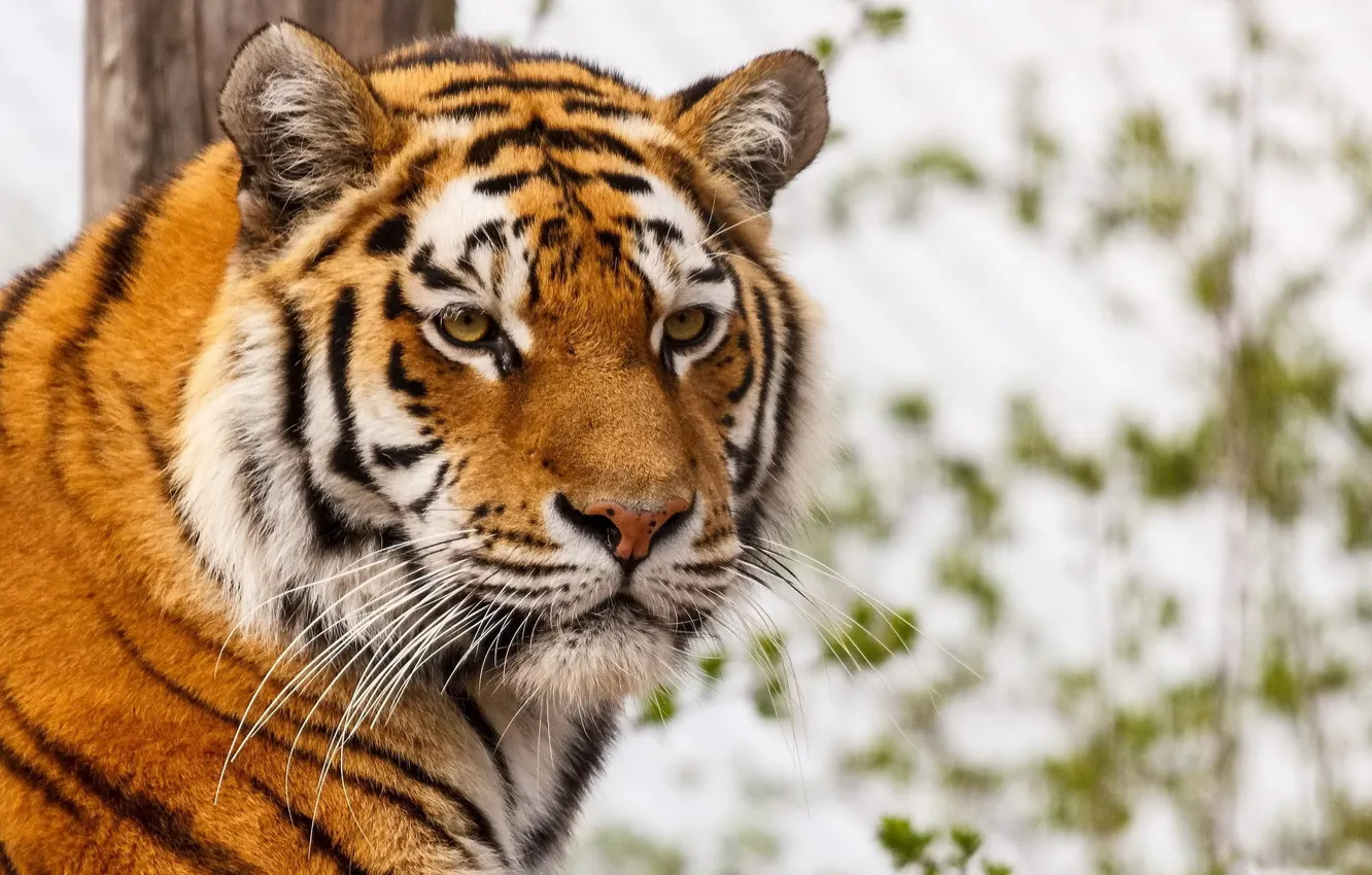 Фото обои усы, взгляд, морда, тигр, хищник