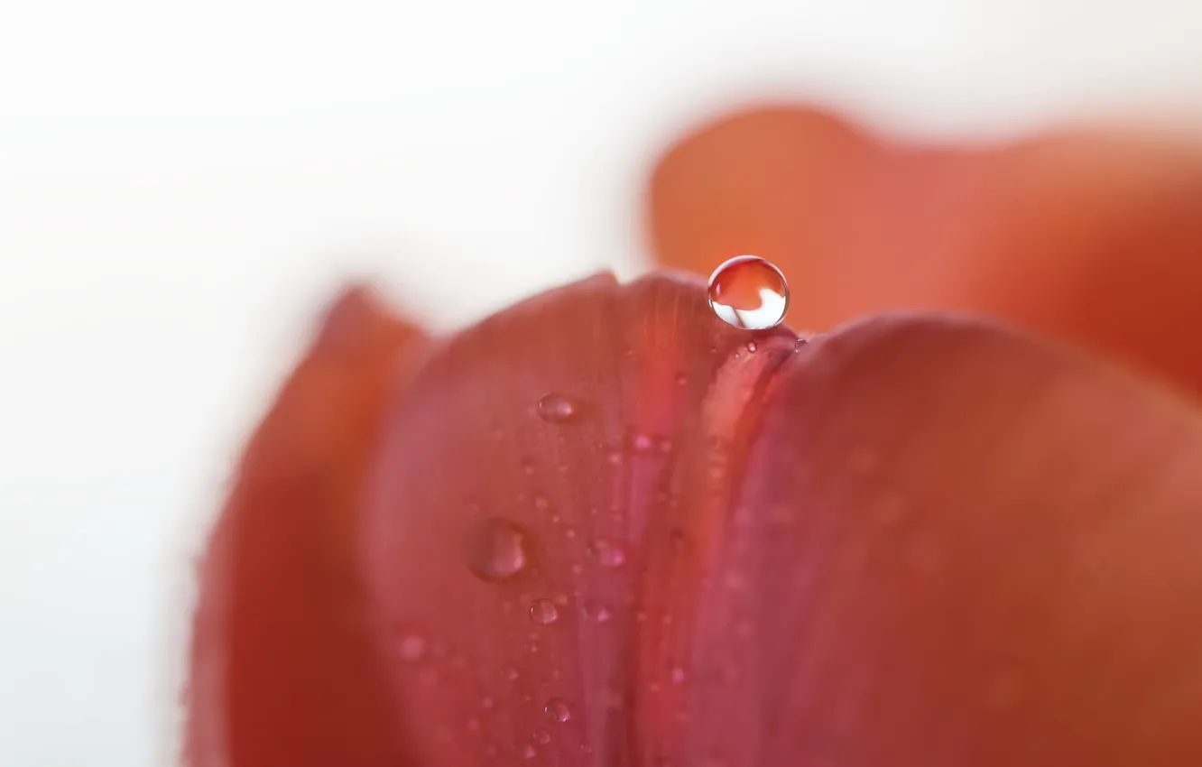 Фото обои капли, макро, цветы