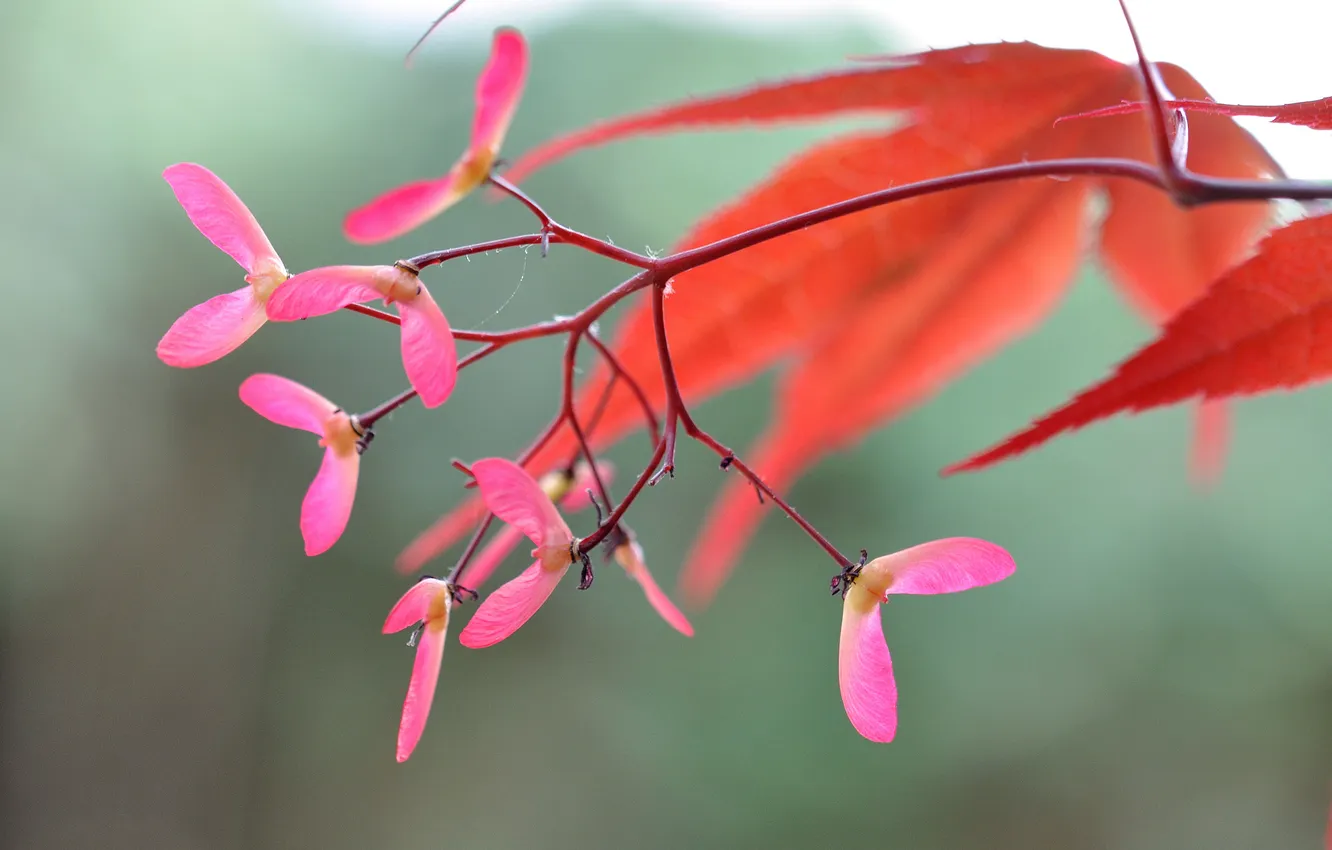 Фото обои осень, листья, природа, цвет, семена, клен