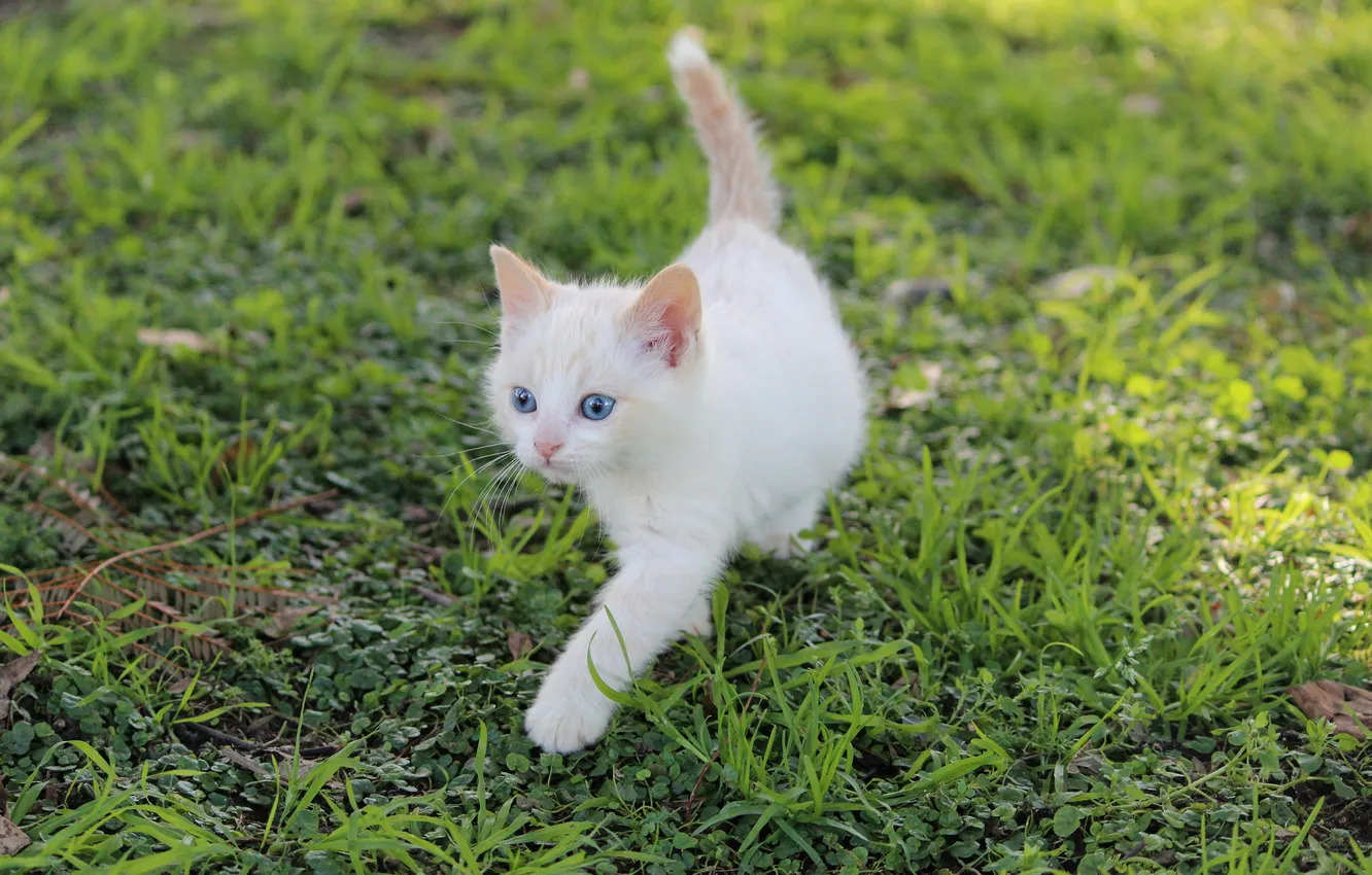 Фото обои белый, трава, котенок, голубоглазый