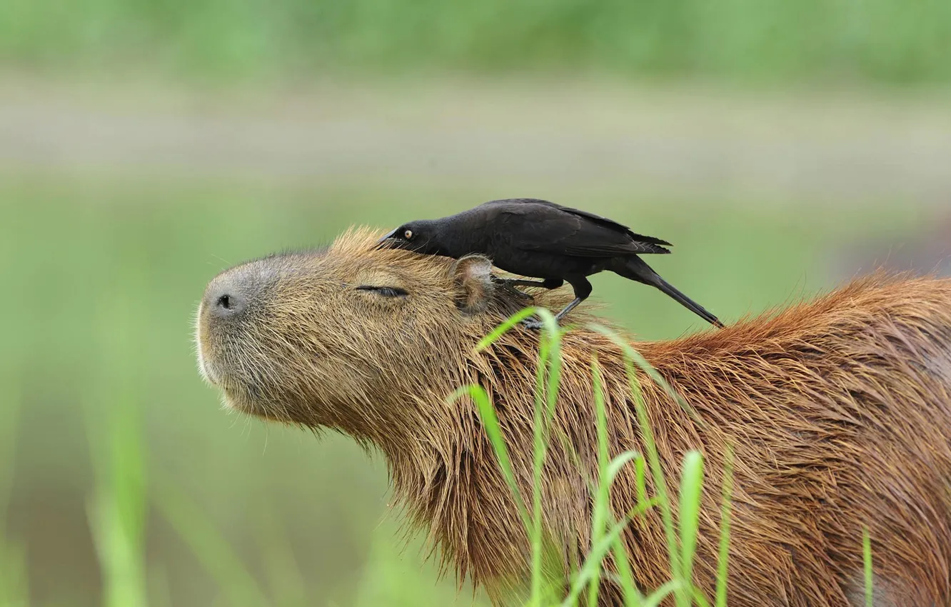 Фото обои Бразилия, капибара, Пантанал, большая воловья птица