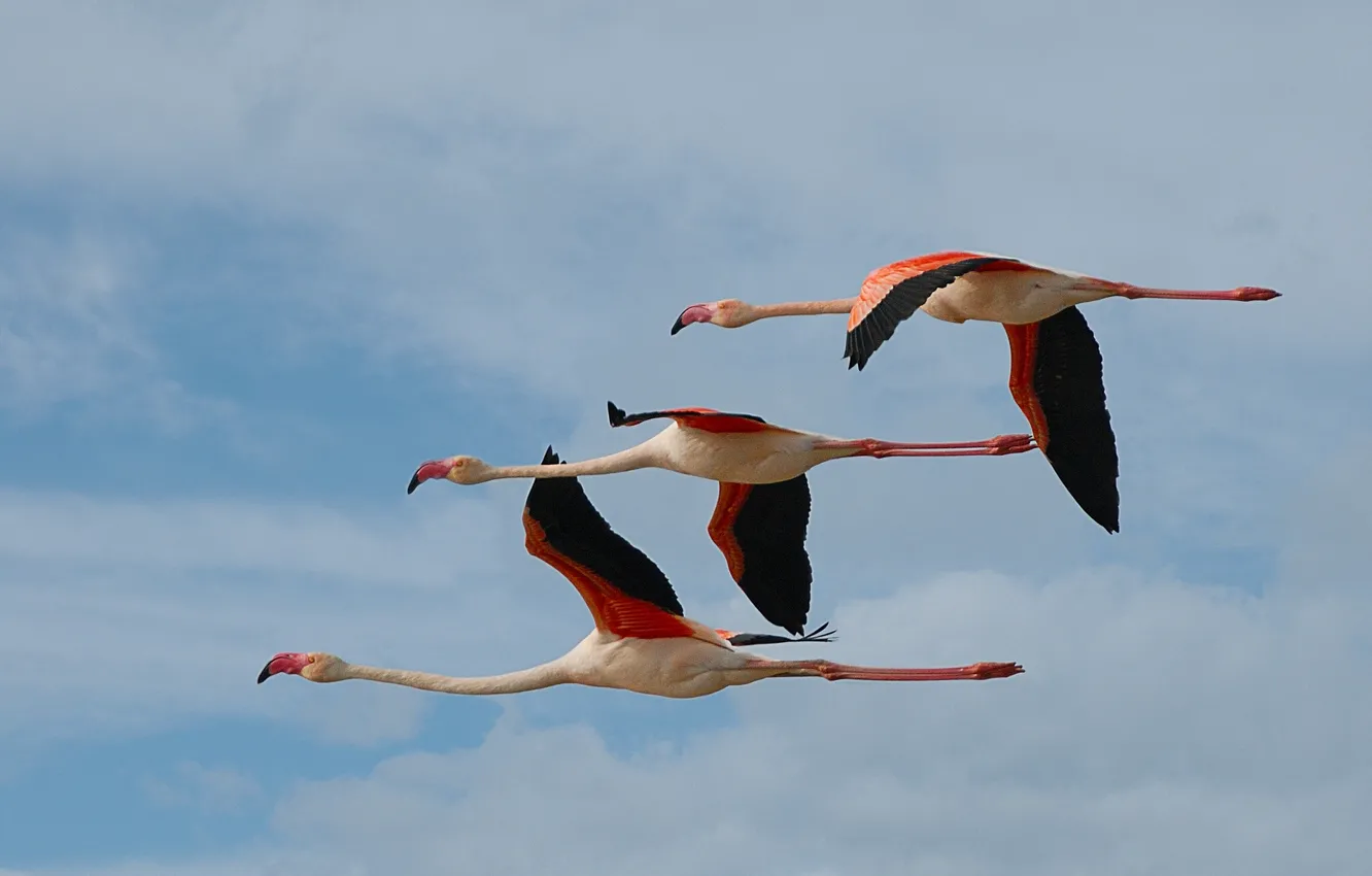 Фото обои птицы, полёт, трио, фламинго