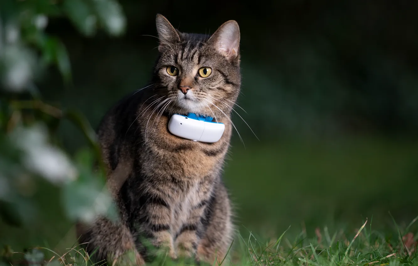 Фото обои Трава, Кошка, Cat, GPS, Усатый друг, GPS Pet Tracker, GPS-трекер для домашних животных, Mustachioed friend