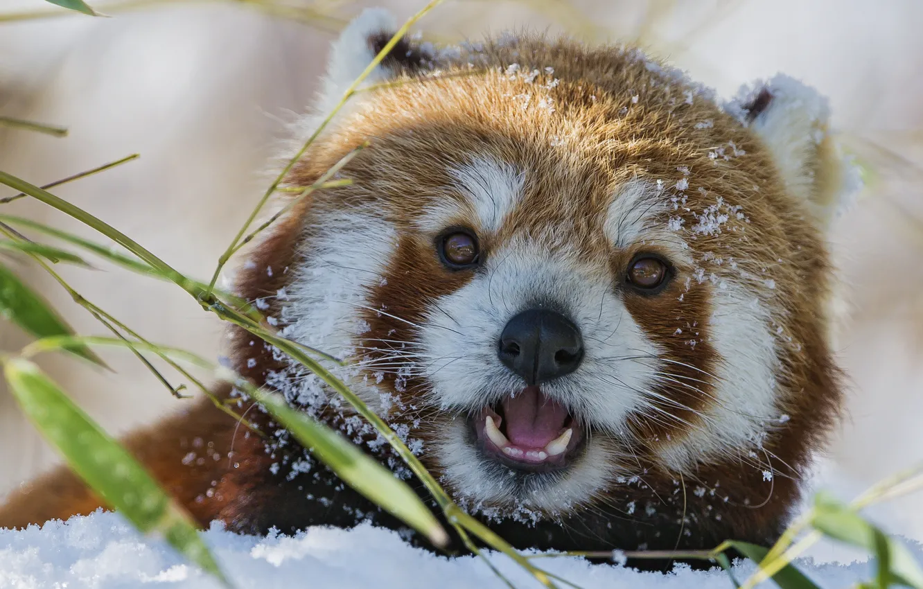 Фото обои зима, морда, снег, бамбук, красная панда, firefox, малая панда, ©Tambako The Jaguar