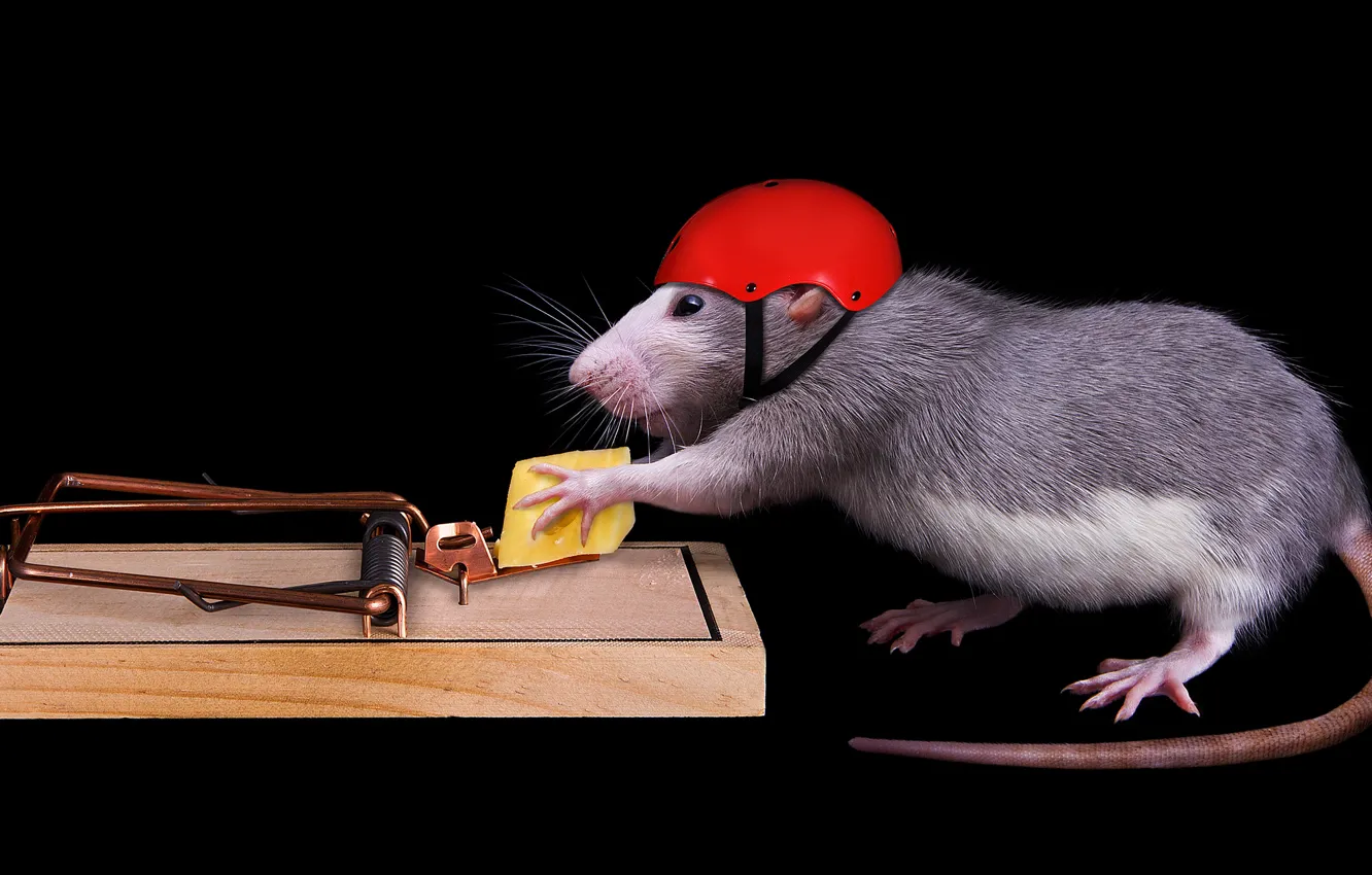 Фото обои мышь, сыр, мышеловка, черный фон, каска, крыса, безопасность