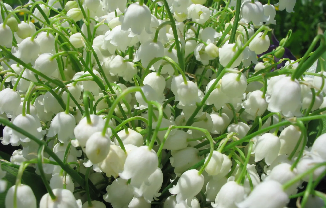 Фото обои цветы, букет, весна, белые, ландыши, ландыш