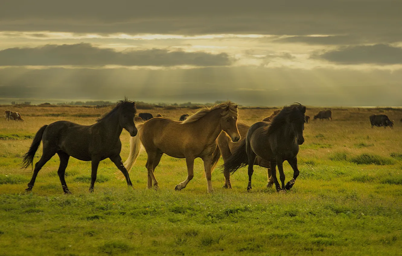 Фото обои поле, трава, солнце, облака, коровы, лошади, бег
