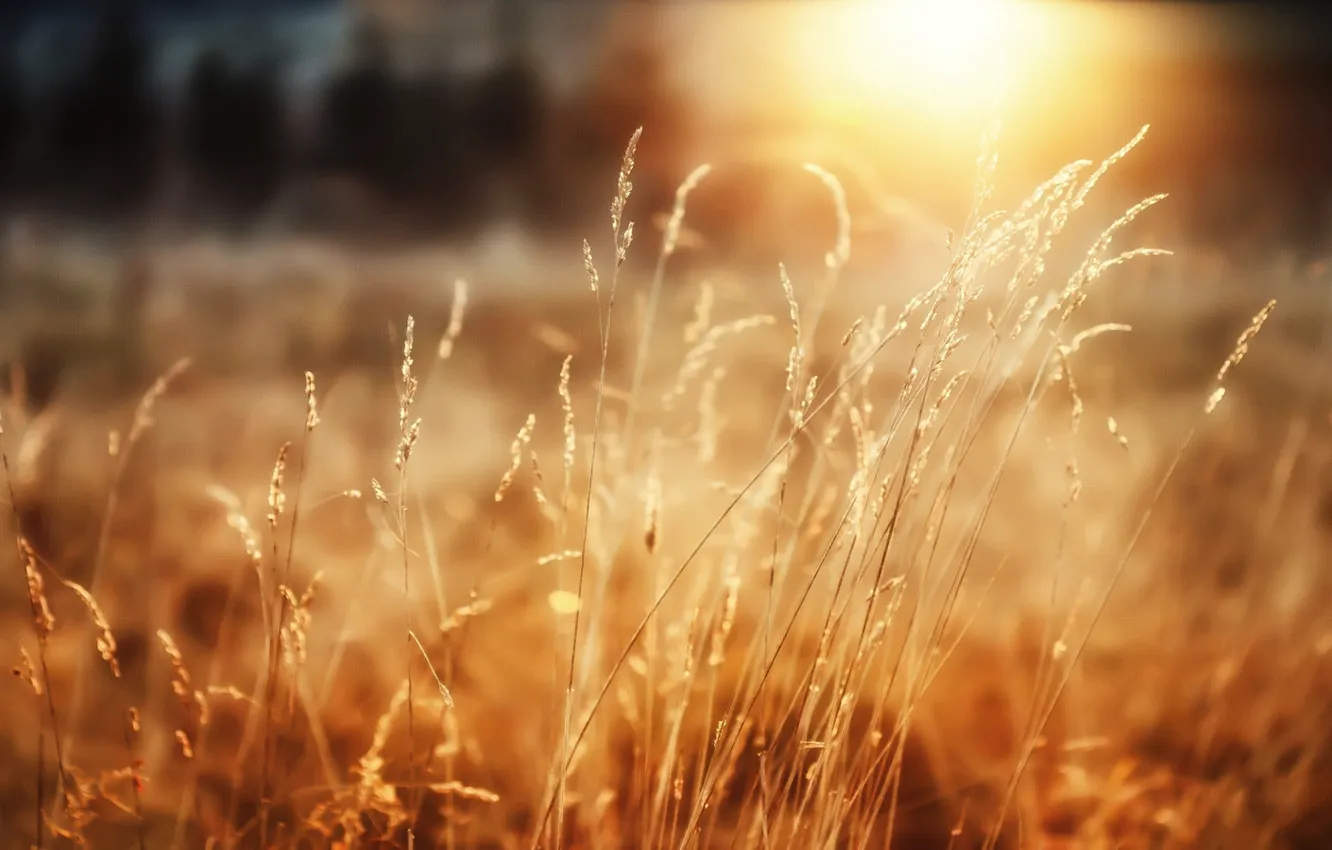 Фото обои пшеница, лес, трава, солнце, радость, утро, макро обои