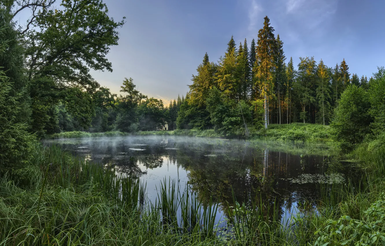 Фото обои лес, природа, озеро