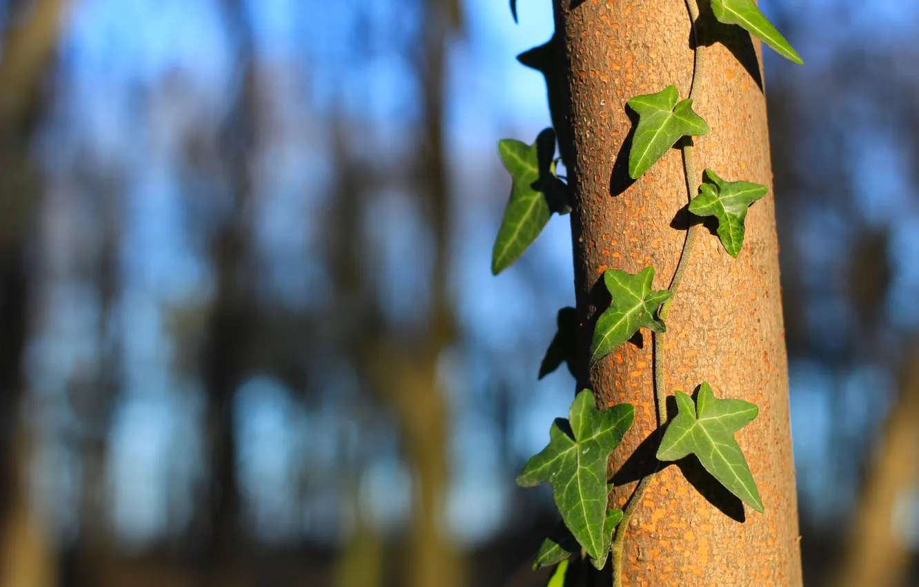 Фото обои green, forest, tree, leaf, plant