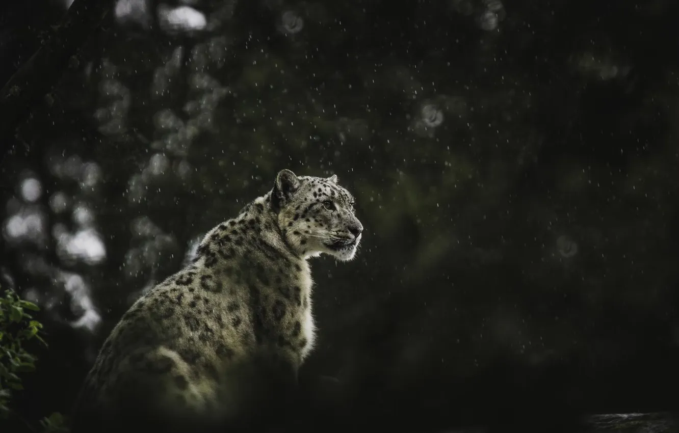 Фото обои nature, wildlife, big cat, Snowleopard in the rain
