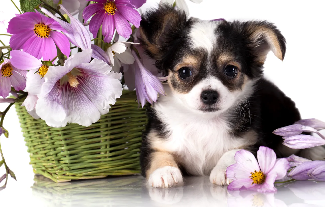 Фото обои цветы, корзина, собака, щенок, чихуахуа, космея, мальвы