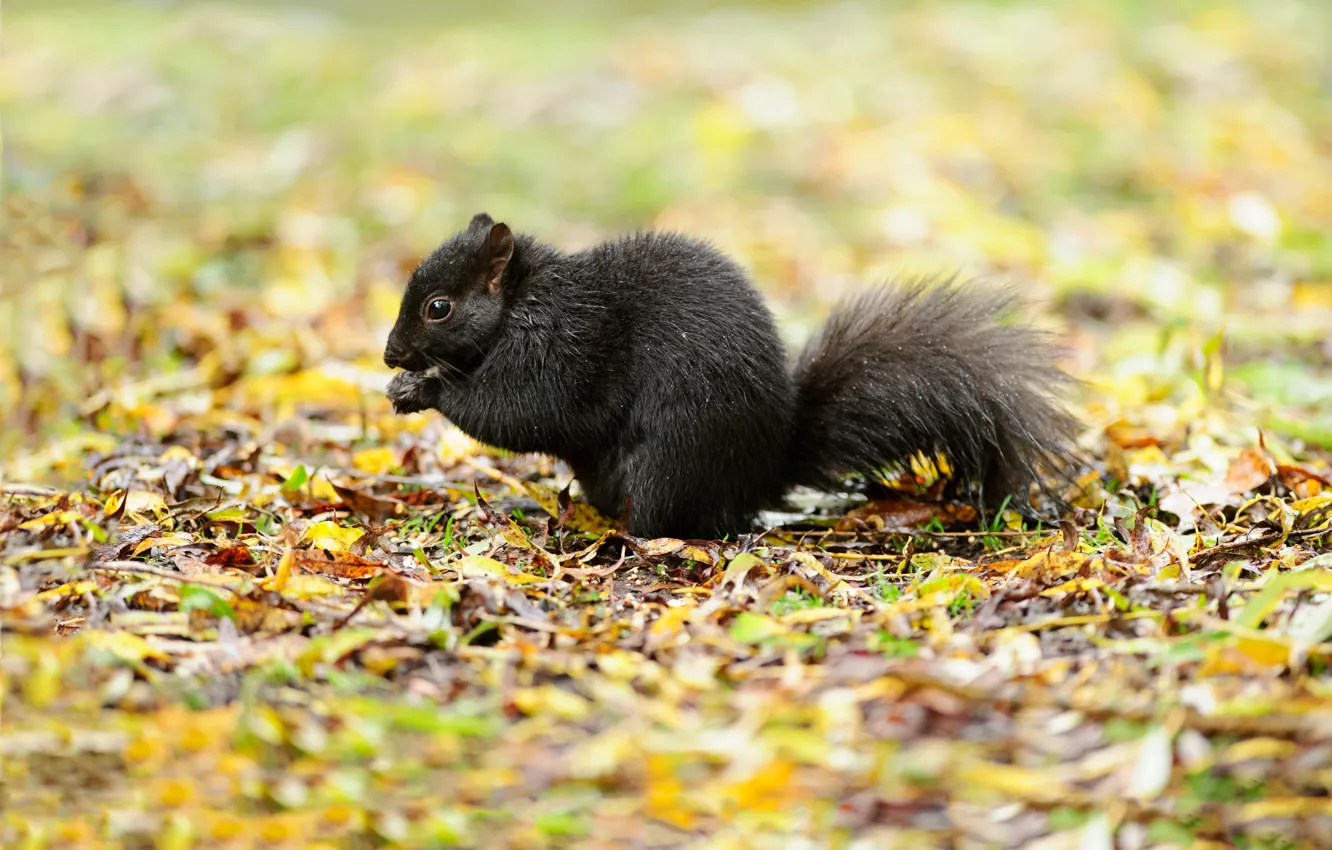 Фото обои листья, природа, белка, чёрная, боке, Squirrel Black