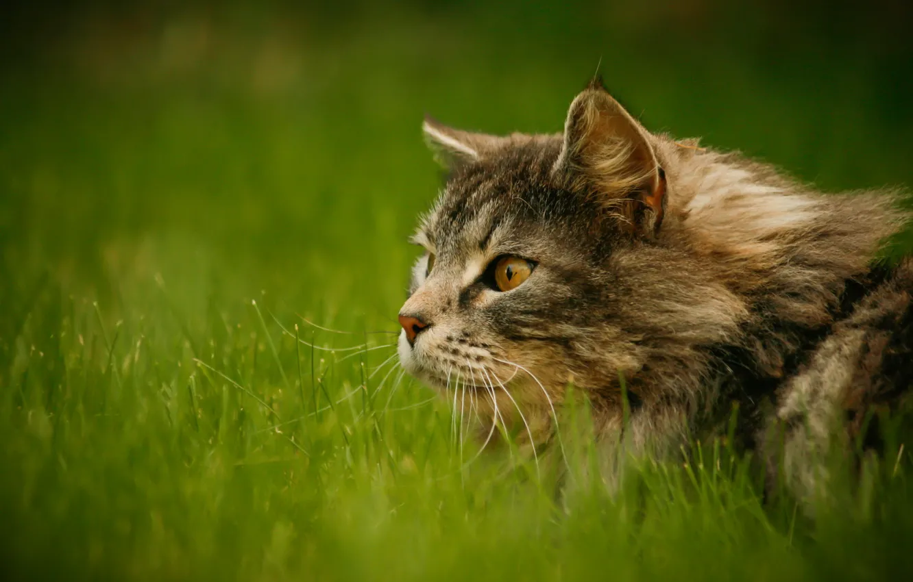 Фото обои зелень, трава, кот, взгляд, серый, пушистый, внимание